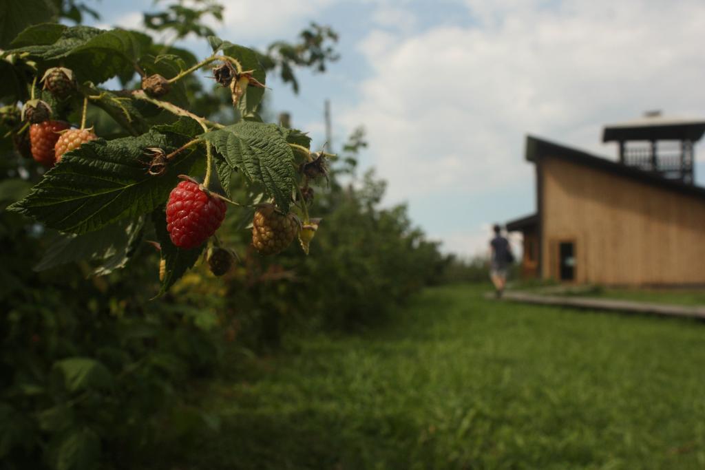 Agriturismo Il Frutto Permesso Bibiana エクステリア 写真