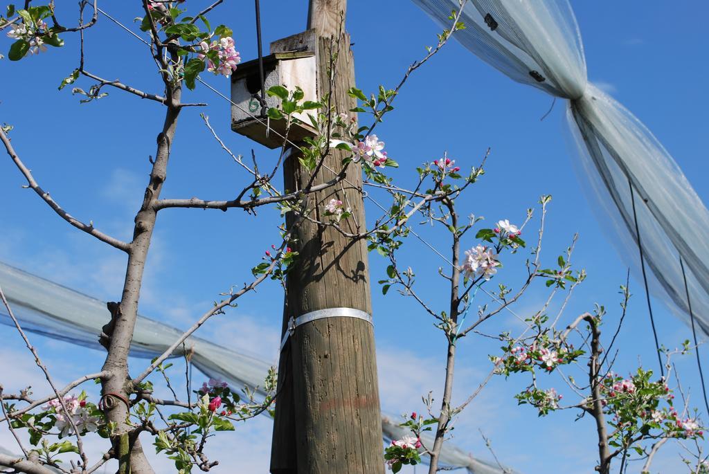 Agriturismo Il Frutto Permesso Bibiana エクステリア 写真